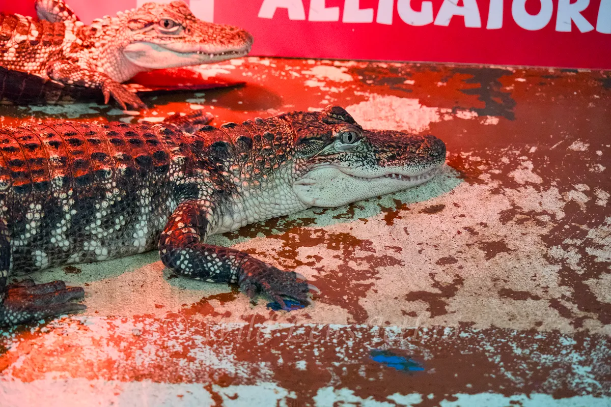 Baby Alligator Basking Under Red Light