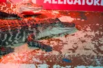 Baby Alligator Basking Under Red Light