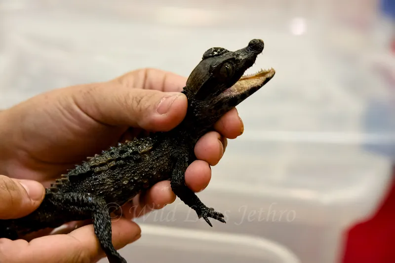 Baby Dwarf Caiman
