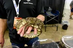 Ball Python On Hand