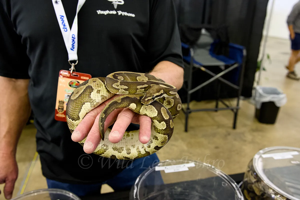 Ball Python On Hand