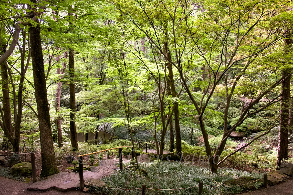 Garvan Woodland Gardens Overlook Of Asian Trees