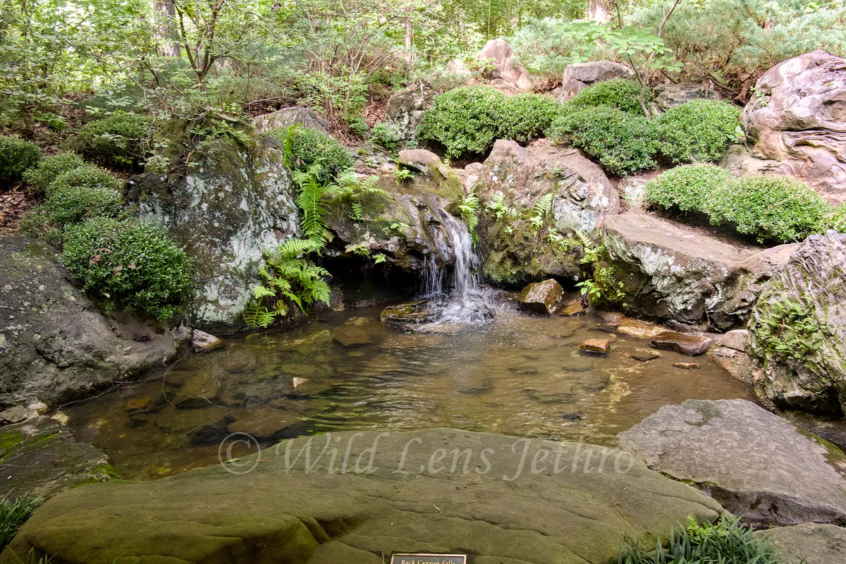 Garvan Woodland Gardens Small Pond At Gift Shop Entrance