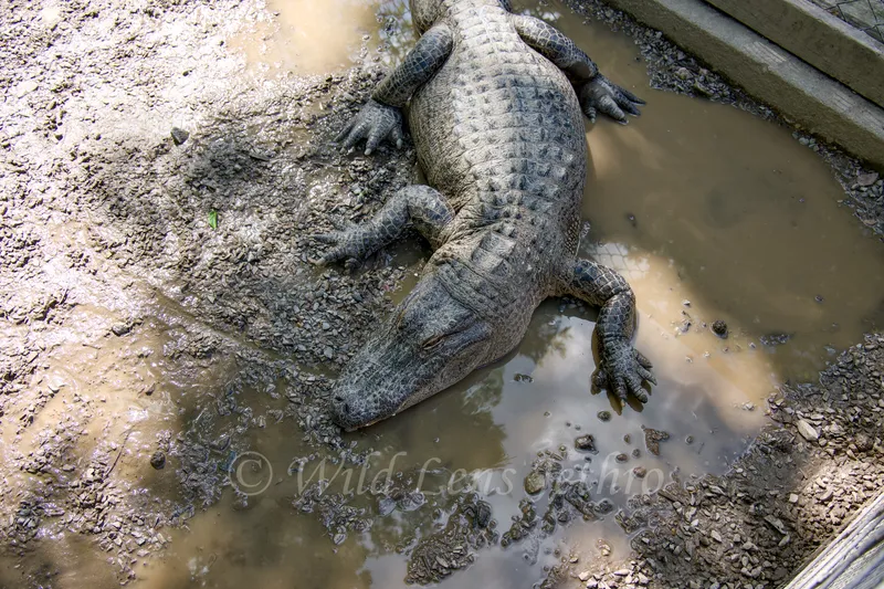 Large Adult Alligator In Mud
