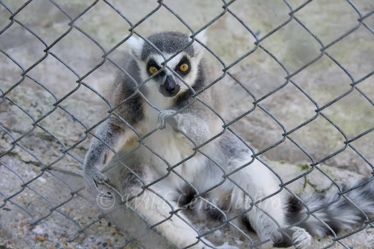 Lemur In Petting Zoo