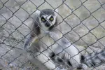 Lemur In Petting Zoo