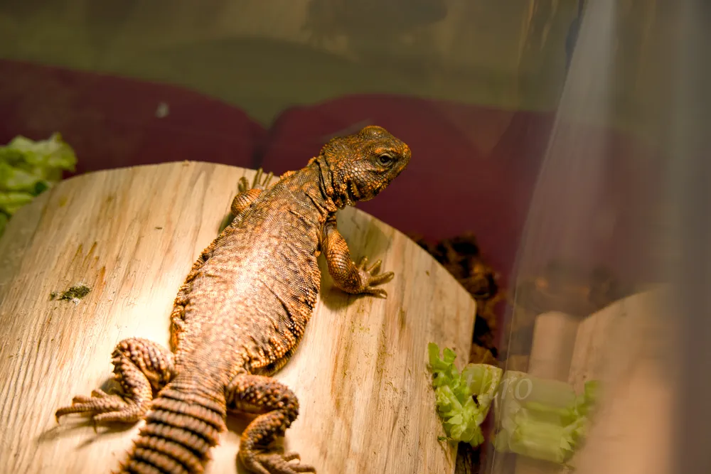 Red Uromastyx