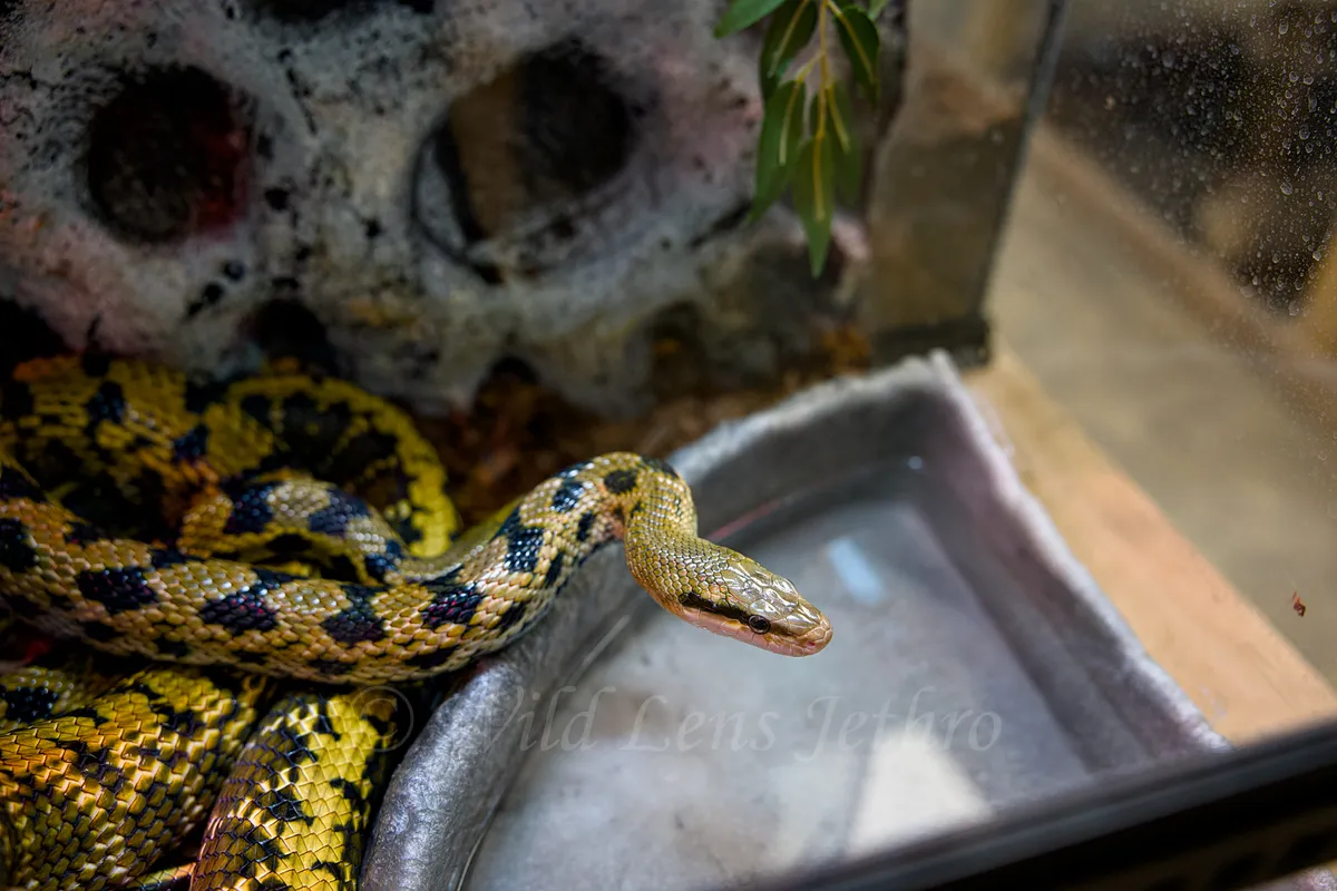 Taiwan Beauty Ratsnake