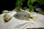 Texas Cichlid