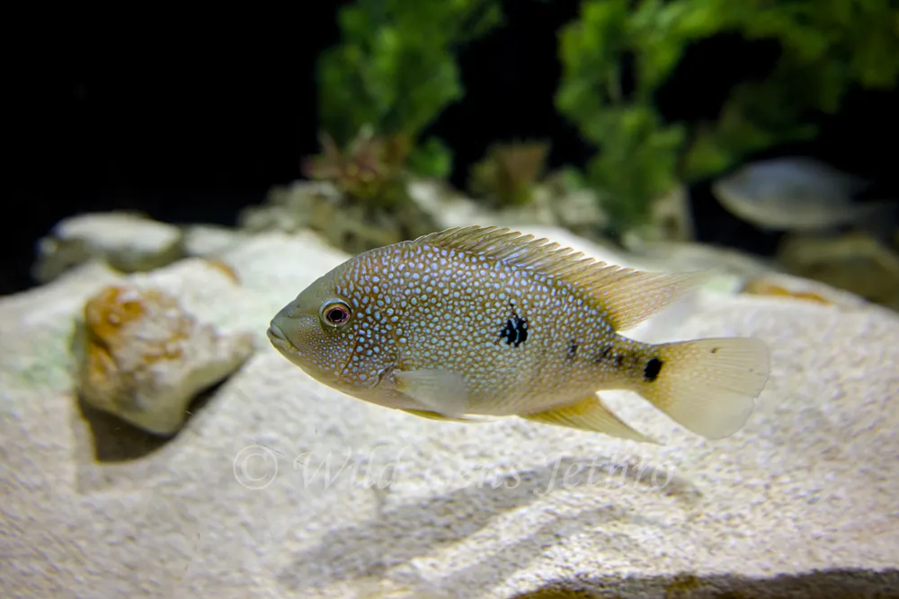 Texas Cichlid