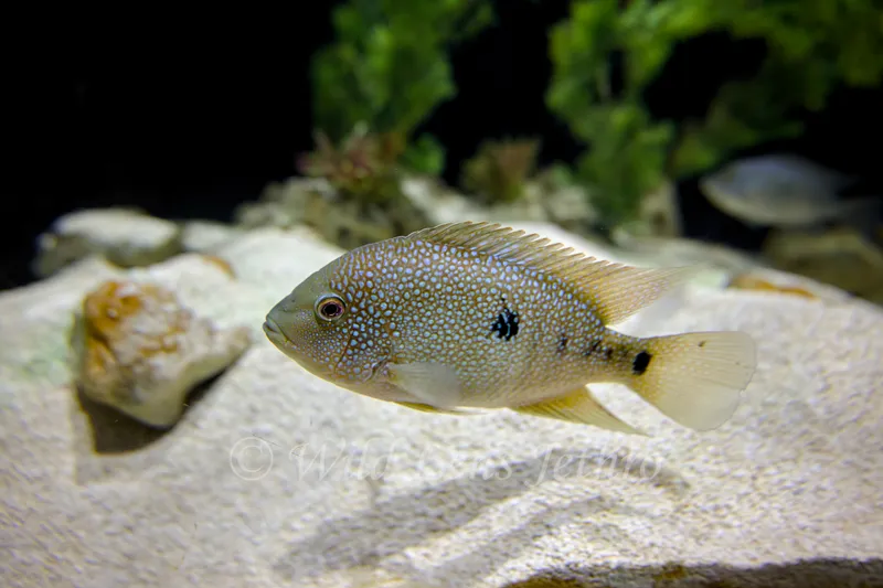 Texas Cichlid