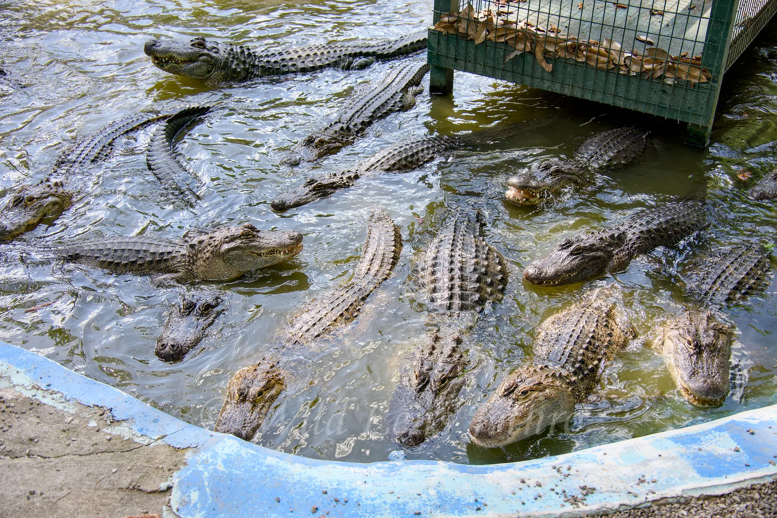 Arkansas Alligator Farm & Petting Zoo: An Honest Photographic Review