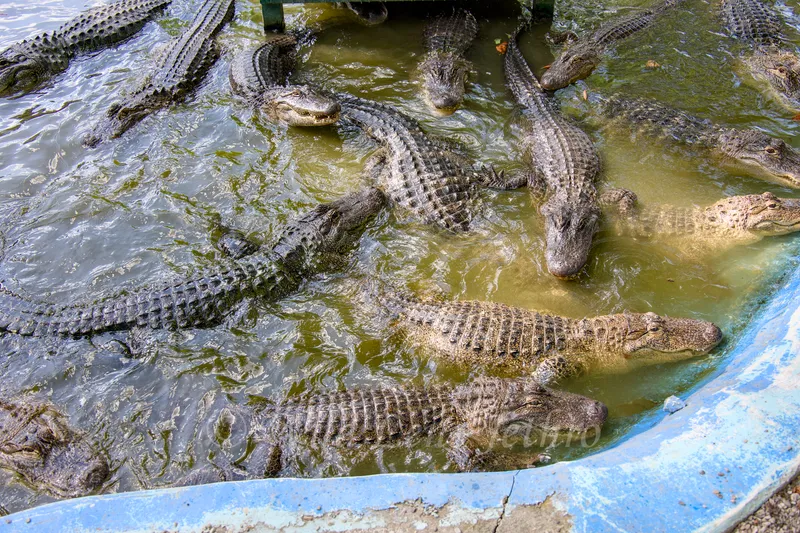 Adult Alligators Swimming In Pool