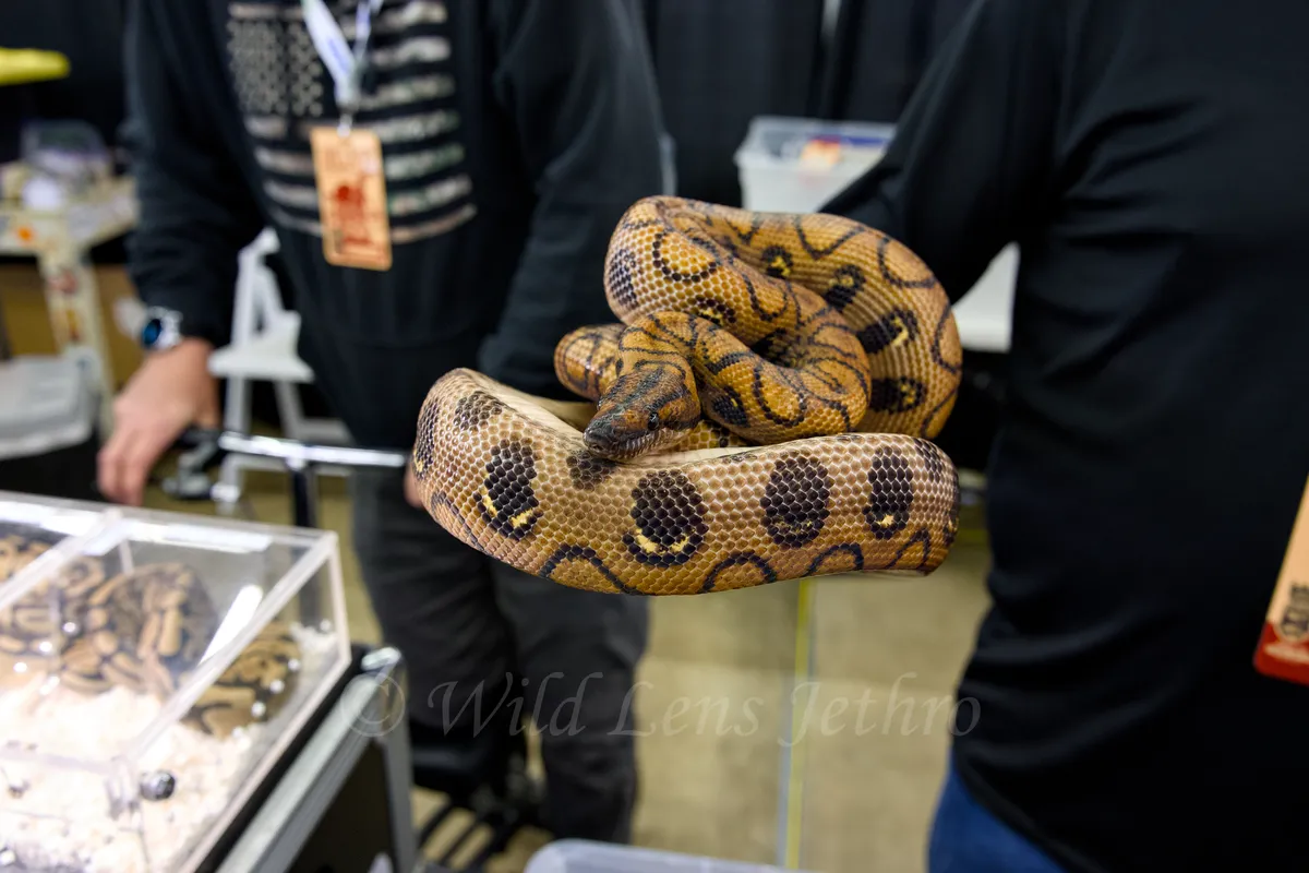 Brazilian Rainbow Boa