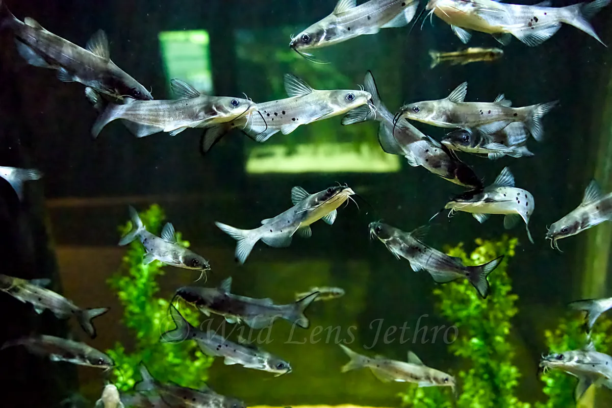 Catfish School