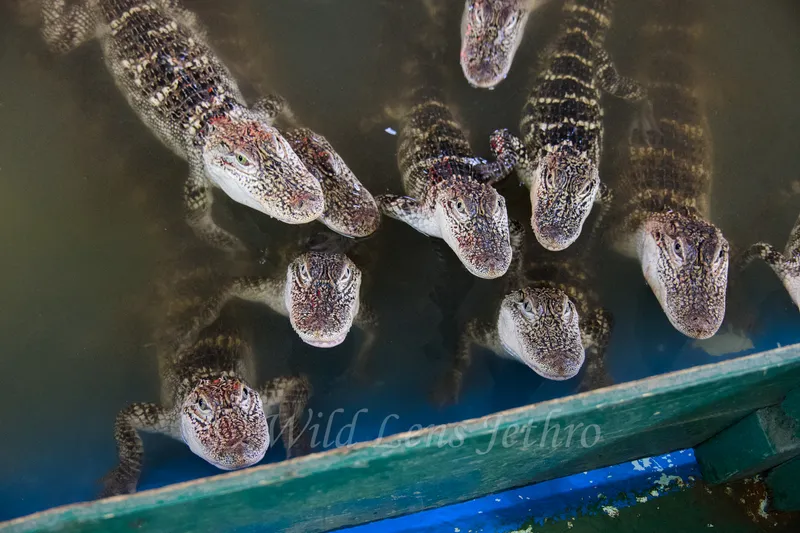 Close Up Of Baby Alligators Eagerly Awaiting Meat