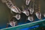 Close Up Of Baby Alligators Eagerly Awaiting Meat