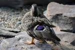 Duck With Purple Accent Feathers