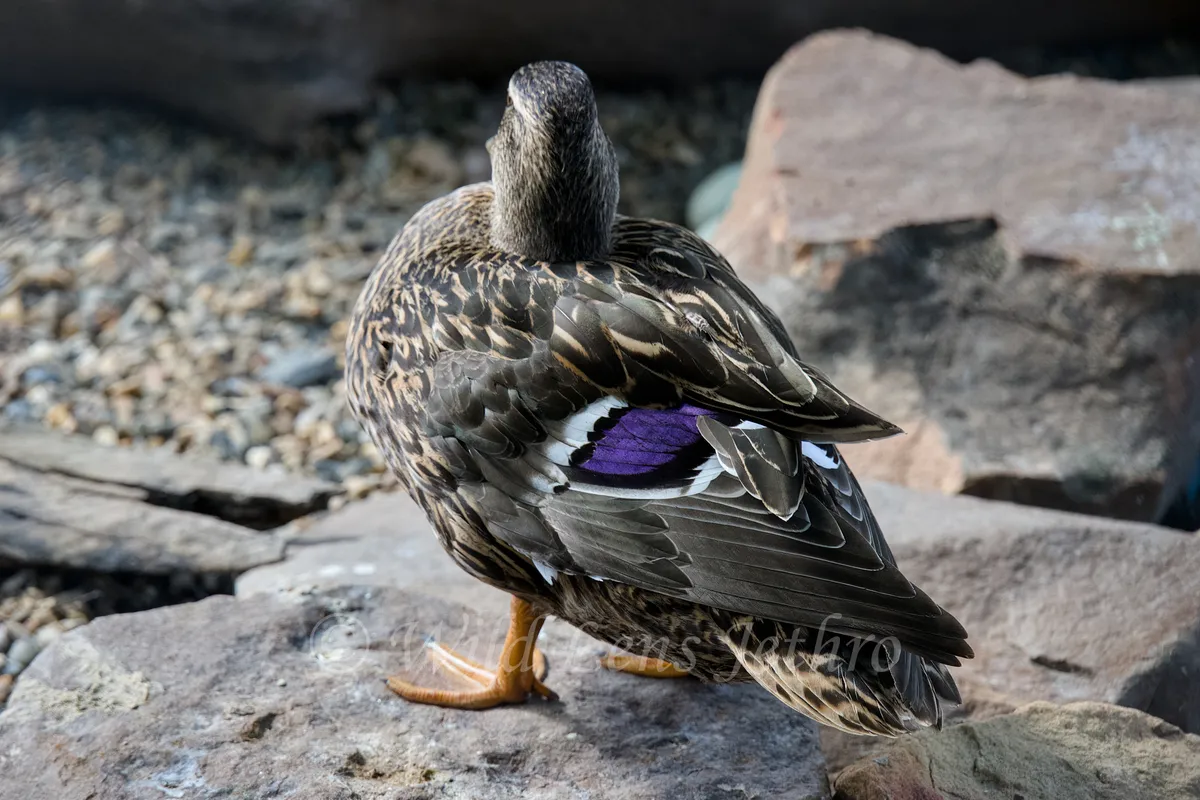 Duck With Purple Accent Feathers