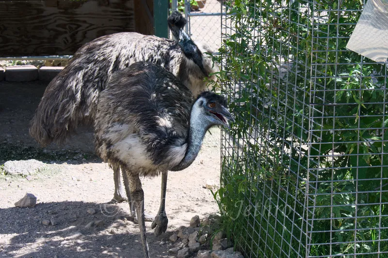 Emus Walking In Petting Zoo