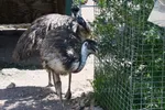 Emus Walking In Petting Zoo
