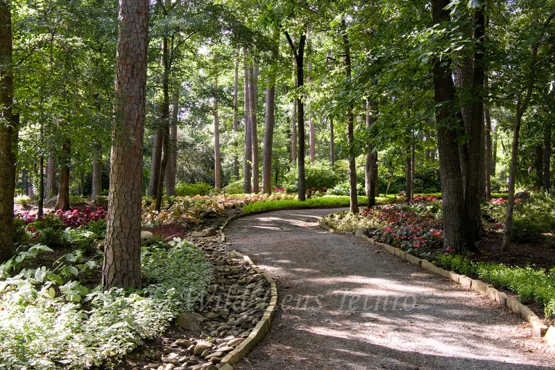 Garvan Woodland Gardens Beautiful Red Flowers And Trees Around Path