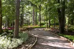 Garvan Woodland Gardens Beautiful Red Flowers And Trees Around Path