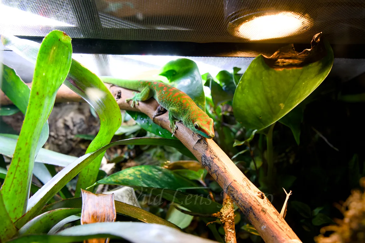 Giant Day Gecko