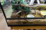 Giant European Legless Lizard Full Body