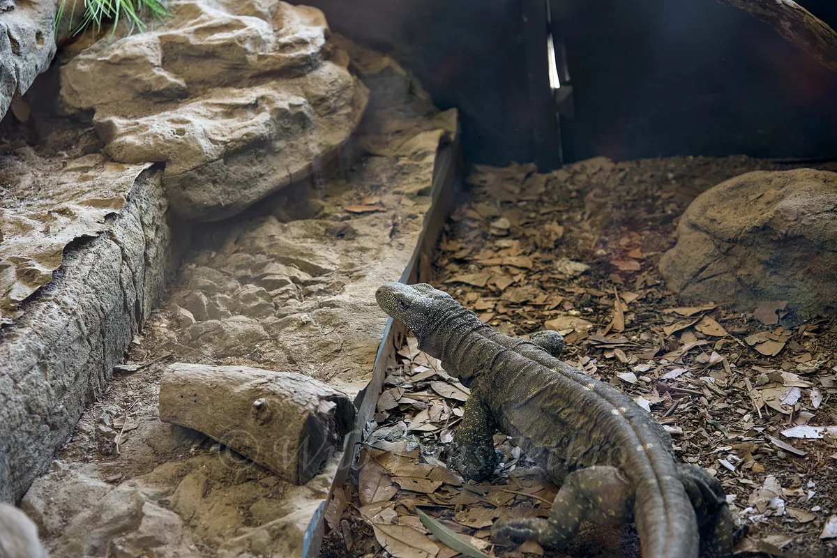 Lace Monitor In Storefront