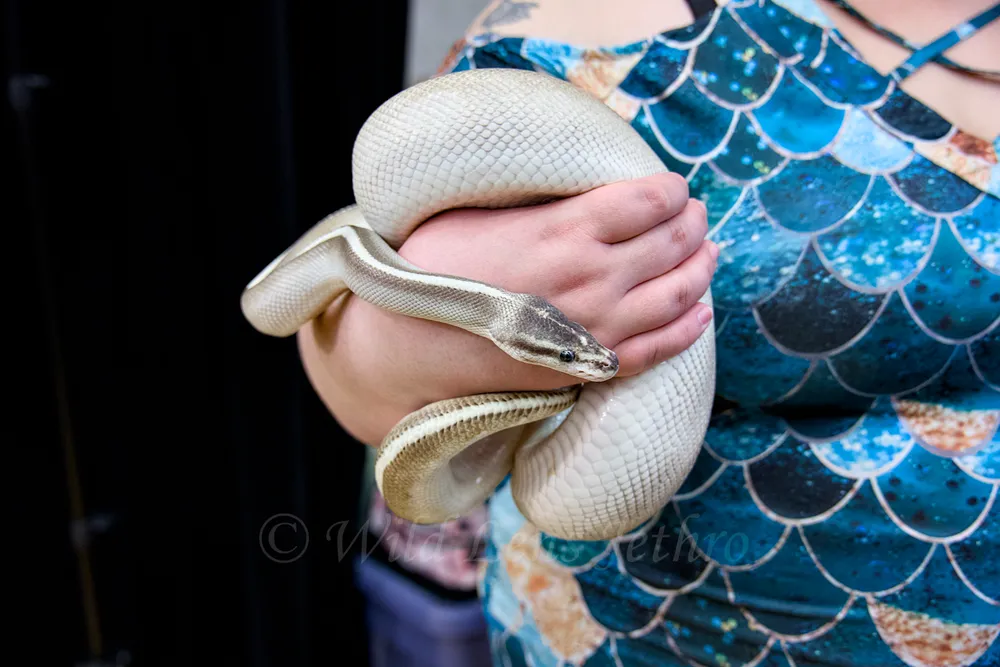 Mystic Potion Ball Python By Skyward Snakes