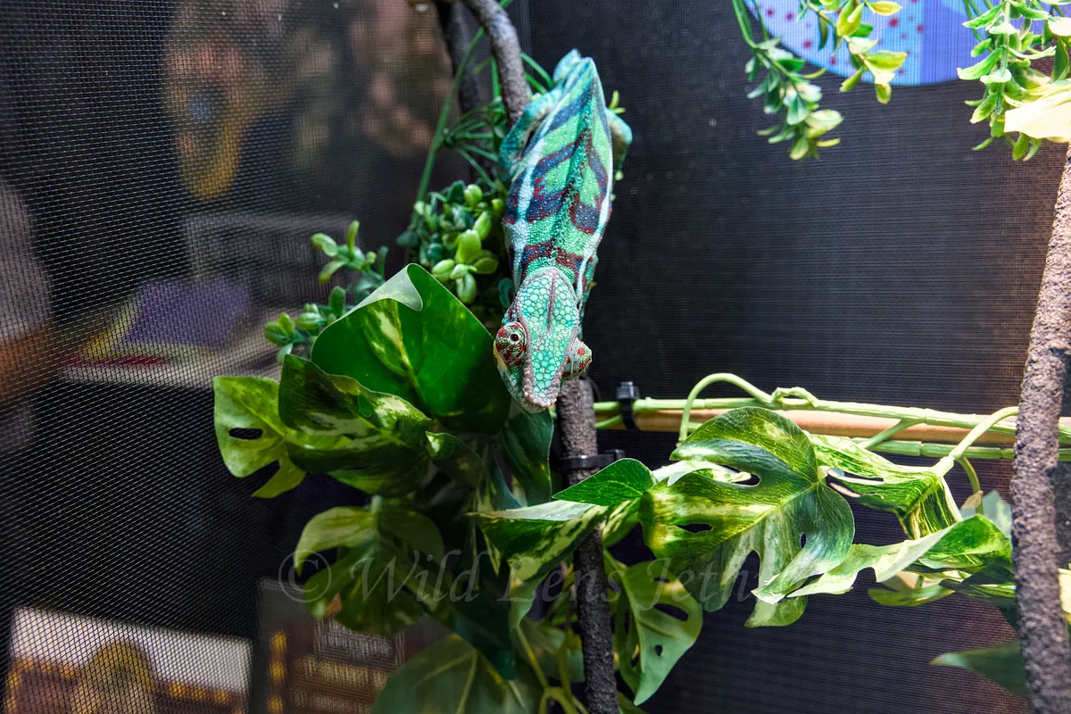 Panther Chameleon Crawling Down