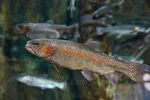 Rainbow Trout Facing Left