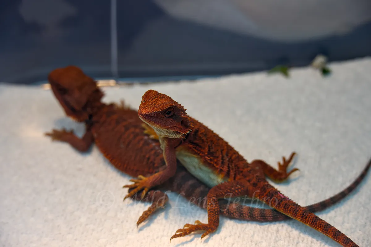 Red Monster Bearded Dragon
