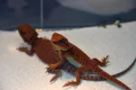 Red Monster Bearded Dragon