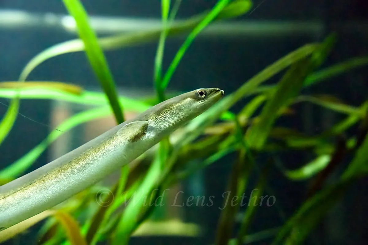 American Eel
