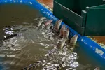 Baby Alligators Eagerly Awaiting Meat