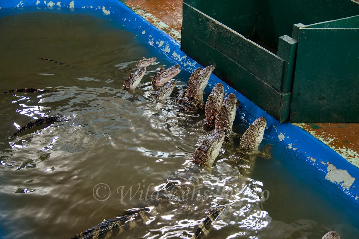 Baby Alligators Eagerly Awaiting Meat