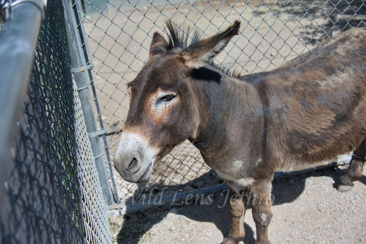 Donkey Hoping For Treats