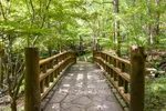 Garvan Woodland Gardens Cobblestone Bridge Surrounded By Trees
