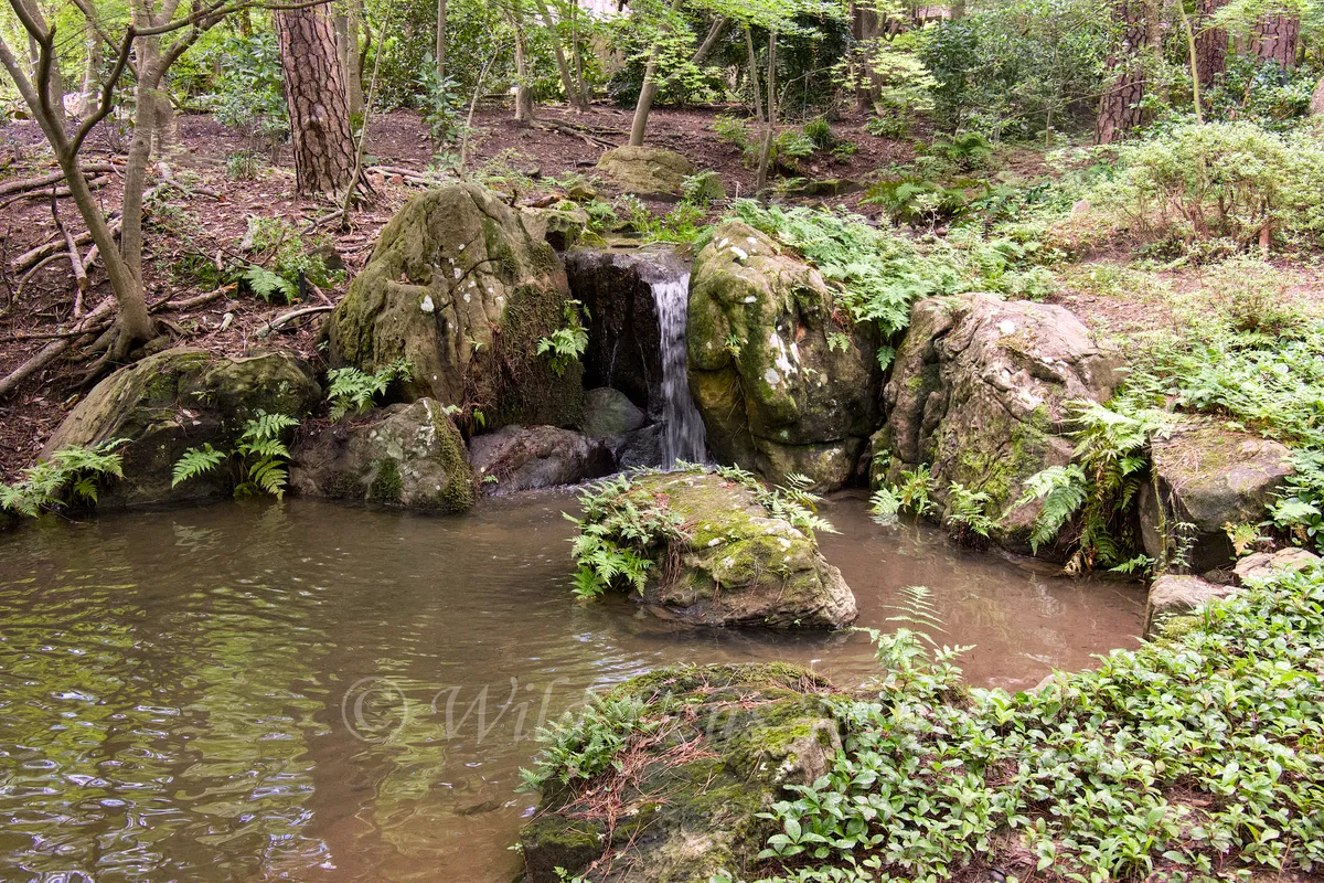 Garvan Woodland Gardens Small Pond With Stream