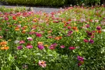 Garvan Woodland Gardens Zinnias Flowers