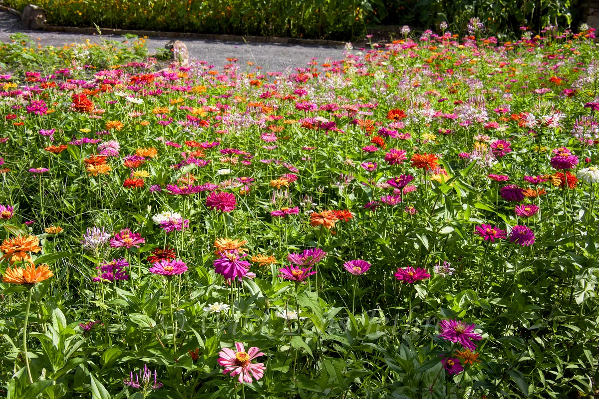 Garvan Woodland Gardens Zinnias Flowers