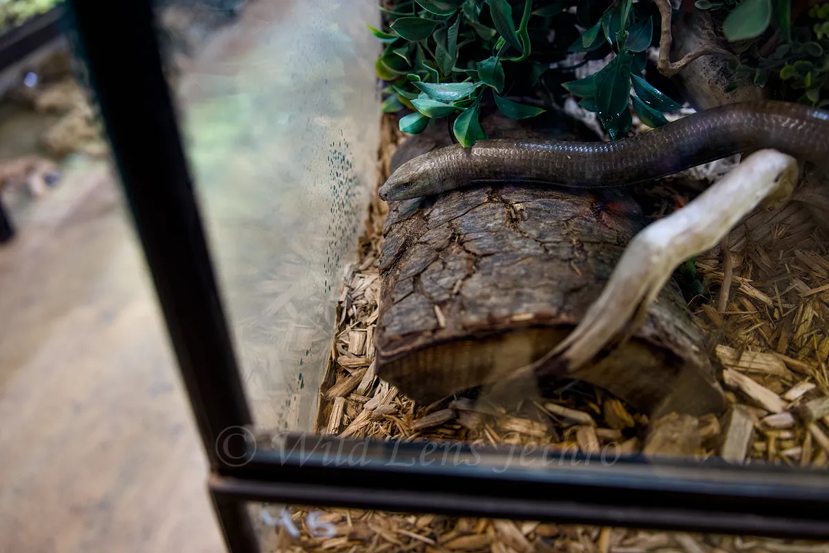 Giant European Legless Lizard Head