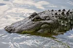 Headshot Of Adult Alligator In Pool Facing Left