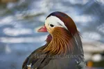Mandarin Drake Headshot