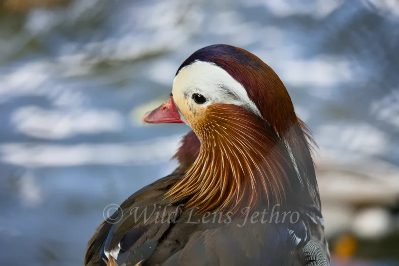 Mandarin Drake Headshot