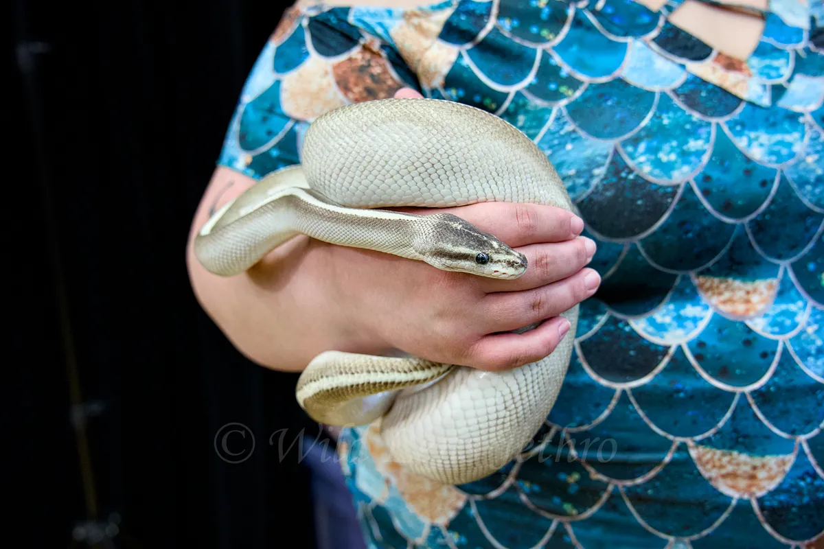 Mystic Potion Ball Python By Skyward Snakes