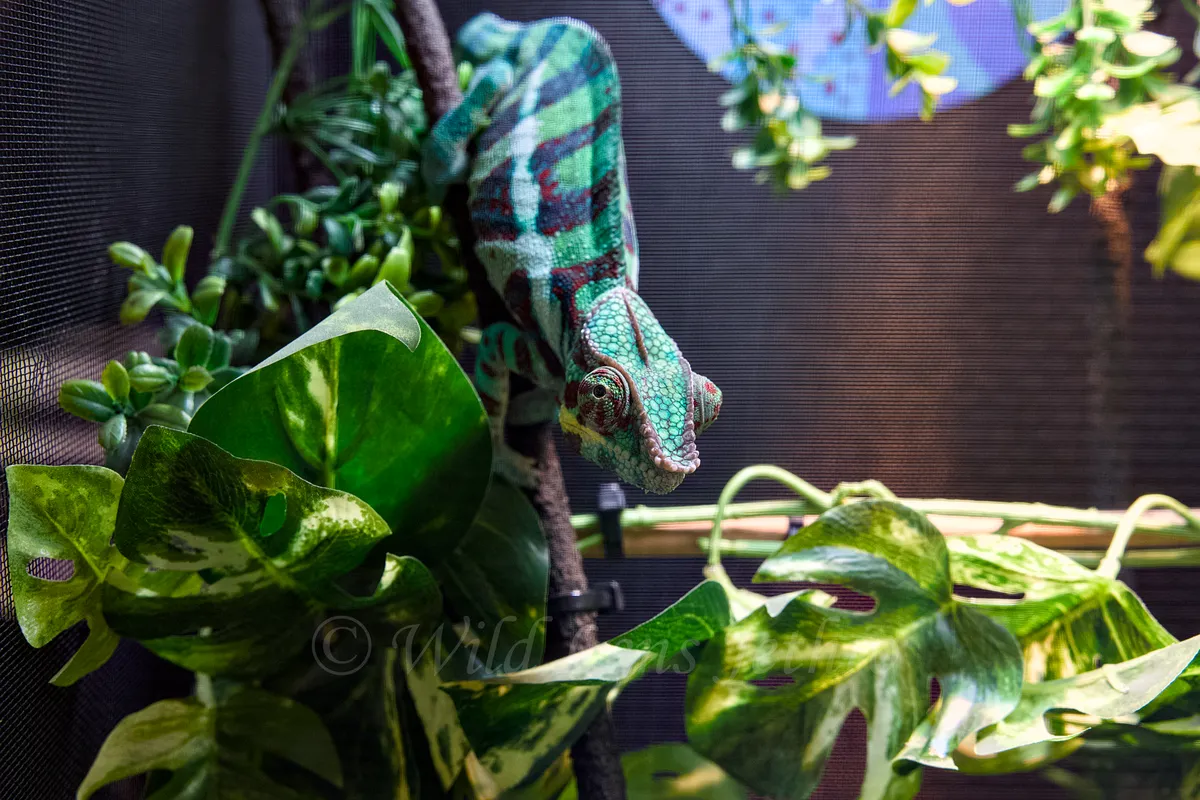 Panther Chameleon Angled Down Looking Up