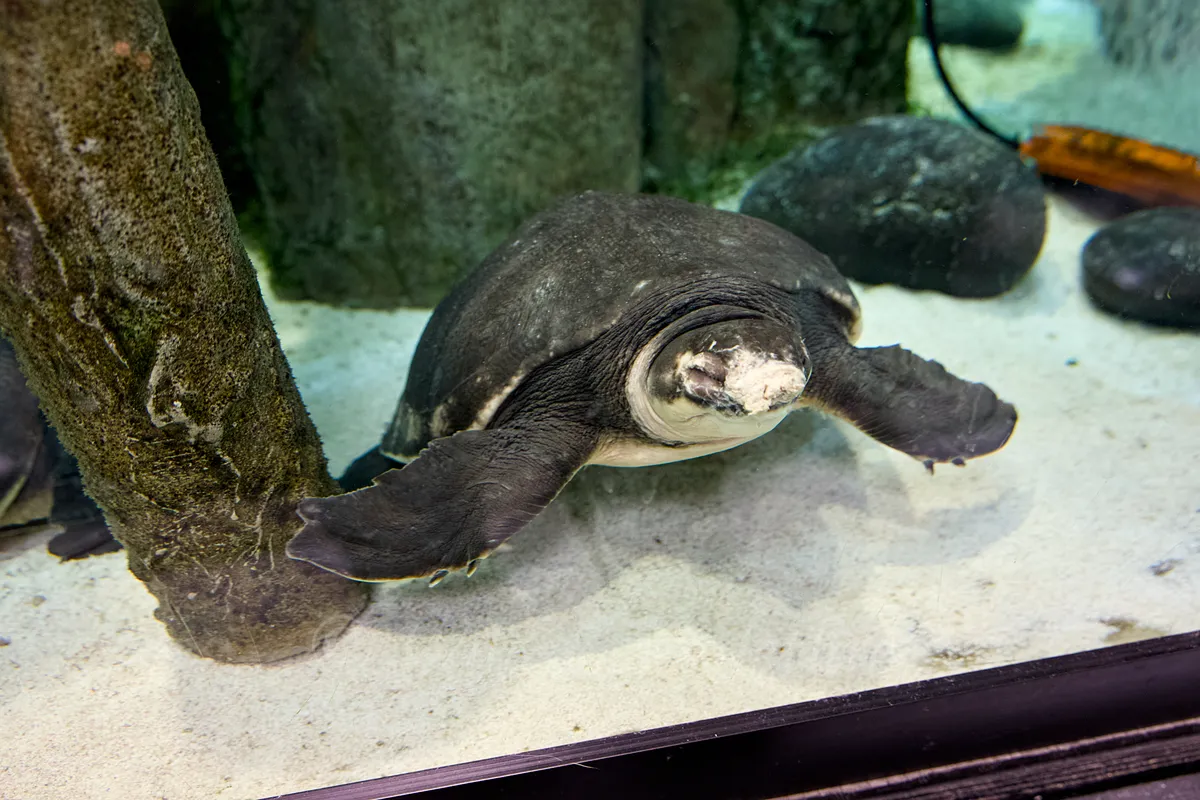 Pignose Turtle Portrait